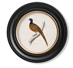 C.1809 British Bird Vintage Prints with Round Frame
