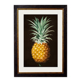 1812 Pineapple Study Framed Vintage Print