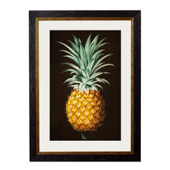 1812 Pineapple Study Framed Vintage Print