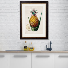1843 Pineapple Plant Framed Print