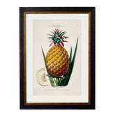 1843 Pineapple Plant Framed Print