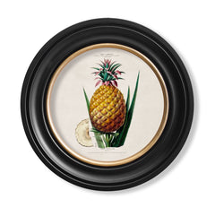C.1843 Pineapple Plant Vintage Print with Round Frame