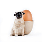 Pug with Egg Cup- Fawn