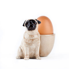 Pug with Egg Cup- Fawn