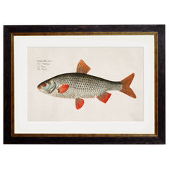 C.1785 Fresh Water Fish Vintage Framed Prints