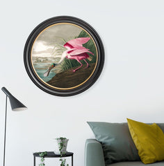 C.1838 Audubon's Birds of America- Roseate Spoonbill- Round Frame