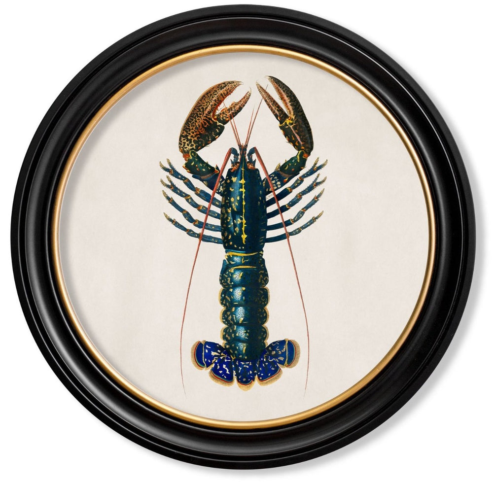 C.1876 Vintage Crayfish Print with Round Frame