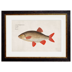 C.1785 Fresh Water Fish Vintage Framed Prints