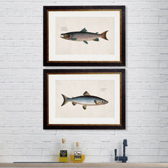 1785 Studies of Salmon Framed Print