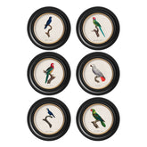 C.1884 W.T. Greene Vintage Parrot Prints Round Frame