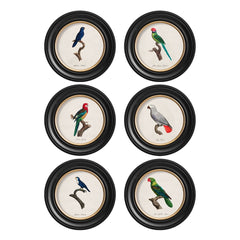 C.1884 W.T. Greene Vintage Parrot Prints Round Frame