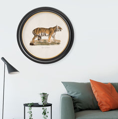 C.1876 Tiger Vintage Print with Round Frame