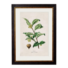 C.1877 Tea, Coffee and Chocolate Plants Framed Vintage Prints