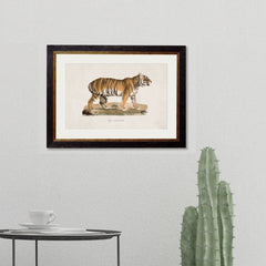 1824 Vintage Tiger Framed Print