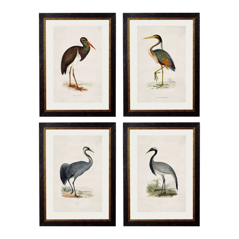 1850's British Wading Birds Framed Print