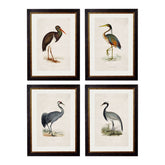 1850's British Wading Birds Framed Print