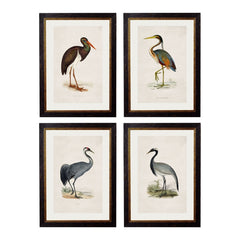 1850's British Wading Birds Framed Print