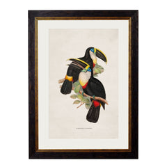 C.1848 Toucans Vintage Framed Prints