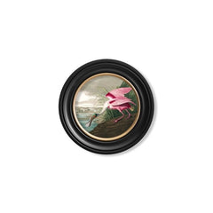 C.1838 Audubon's Birds of America- Roseate Spoonbill- Round Frame
