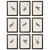 Hummingbird selection of vintage prints