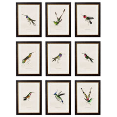 Hummingbird selection of vintage prints