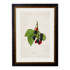 C. 1886 Study of Berries & Cherries Vintage Framed Prints