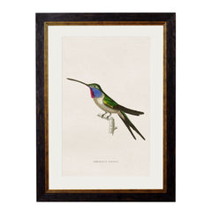 C.1833 Hummingbirds Vintage Framed Prints