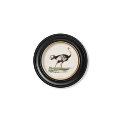 C.1846 Ostrich Vintage Print with Round Frame