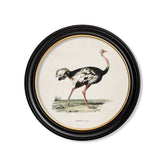 C.1846 Ostrich Round Frame Vintage Prints