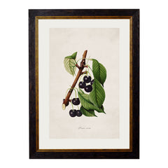 C. 1886 Study of Berries & Cherries Vintage Framed Prints