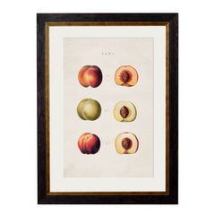C. 1819 Study of British Fruits Framed Vintage Prints