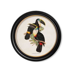 C.1848 Toucans Vintage Prints with Round Frames