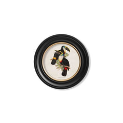 C.1848 Toucans Vintage Prints with Round Frames
