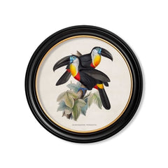 C.1848 Toucans Vintage Prints with Round Frames