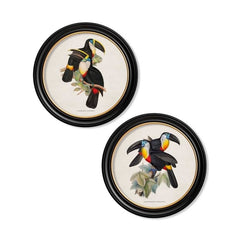 C.1848 Toucans Round Frames Vintage prints