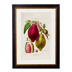 C.1843 Chocolate Plant Framed Vintage Print