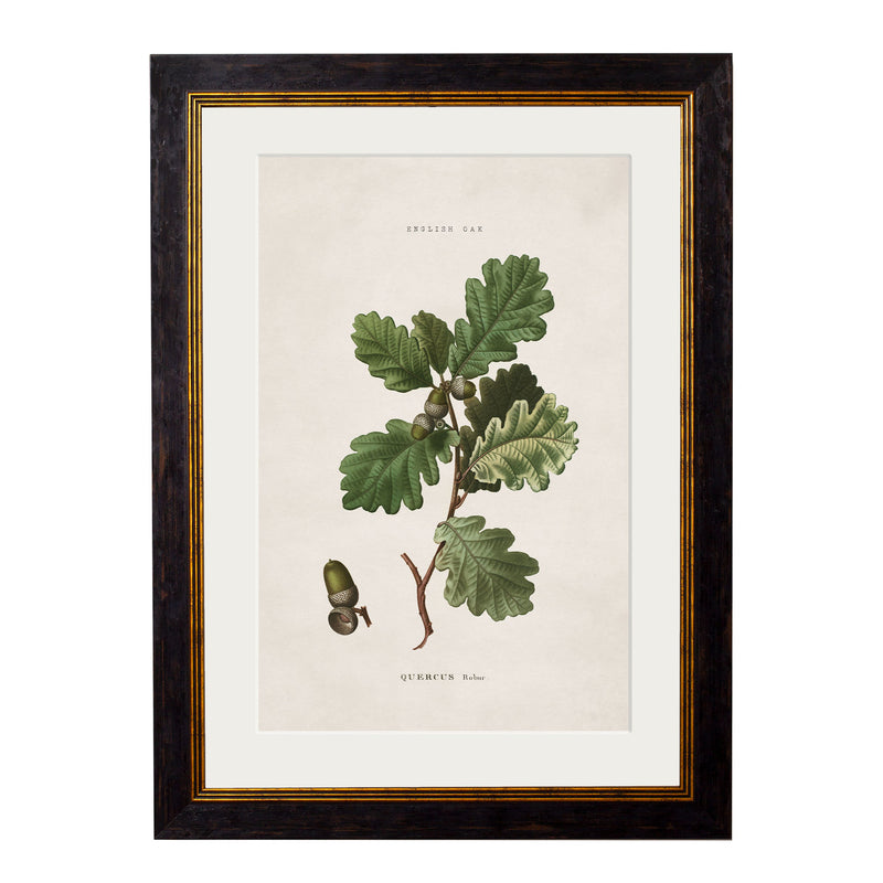 C. 1819 Study of British Leaves and Pinecones Vintage Framed Prints