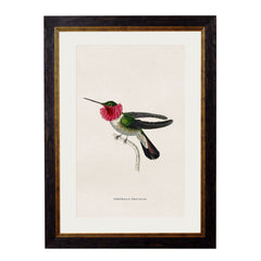 C.1833 Hummingbirds Vintage Framed Prints