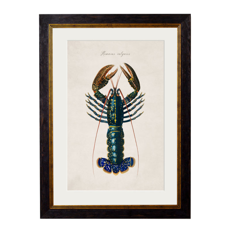 C. 1876 Collection of Marine Animals Vintage Framed Prints