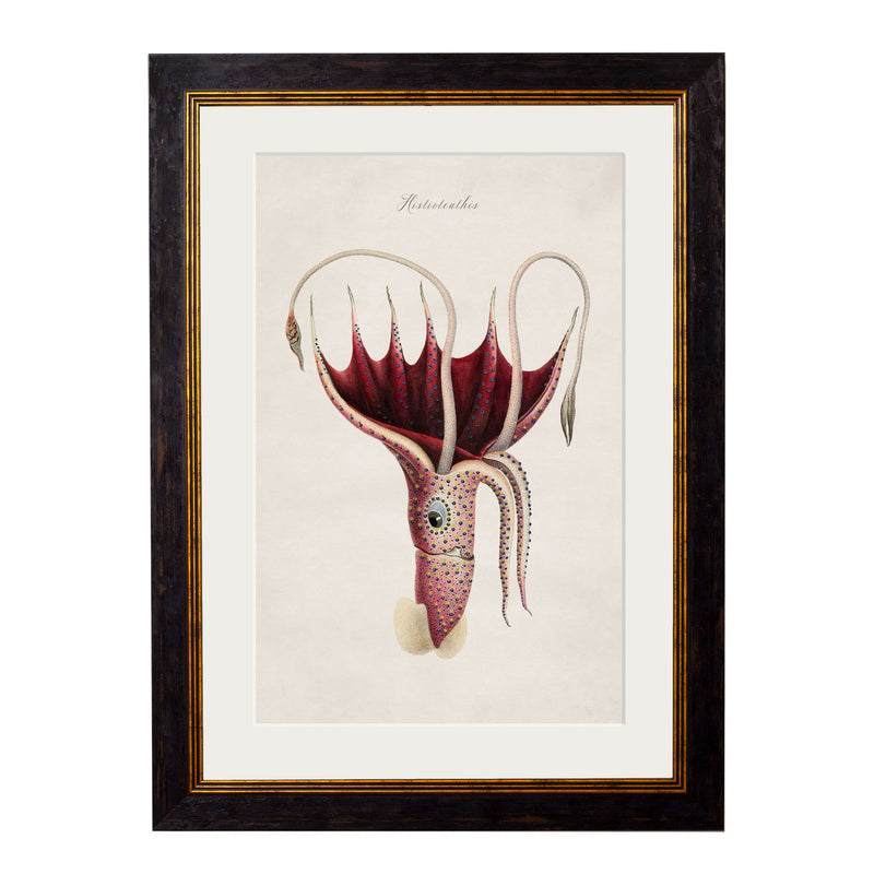 C. 1876 Collection of Marine Animals Vintage Framed Prints
