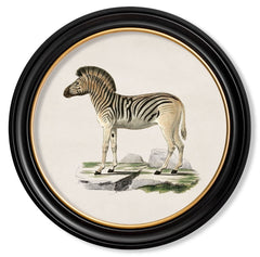 C.1836 Vintage Zebra Print with Round Frame
