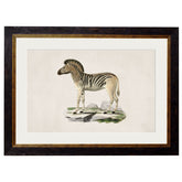 1836 Vintage Zebra Framed Print