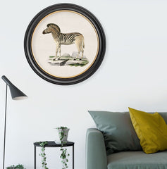 C.1836 Zebra Vintage Print with Round Frame