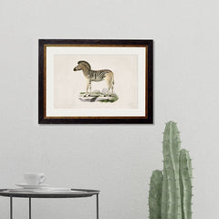 1836 Vintage Zebra Framed Print