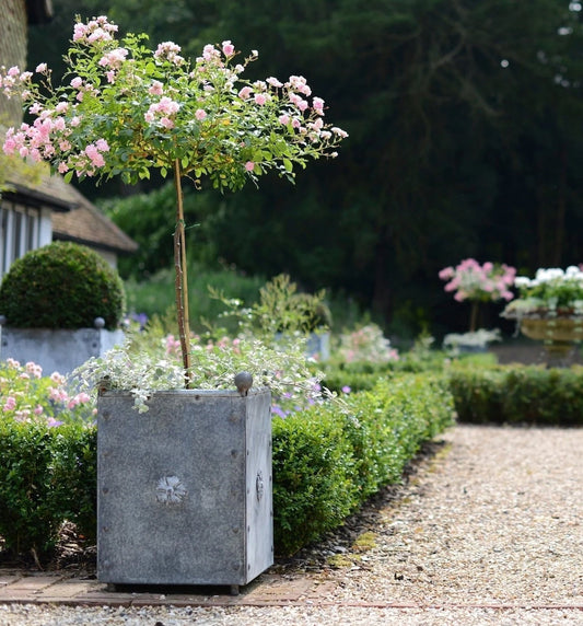 Why Choose Galvanised Garden Planters? A Timeless Investment for Every Garden