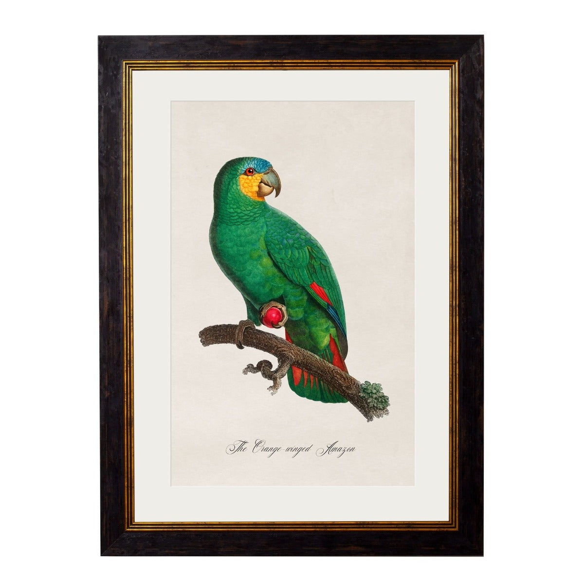 C.1884 Collection of Vintage Parrot Framed Prints