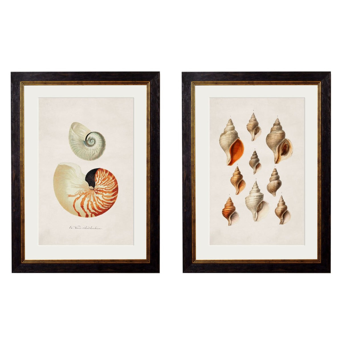 1848 'Studies of Shells' Framed Print