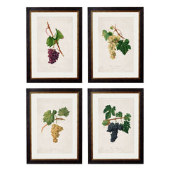 1817 Botanical Grapes Framed Vintage Prints