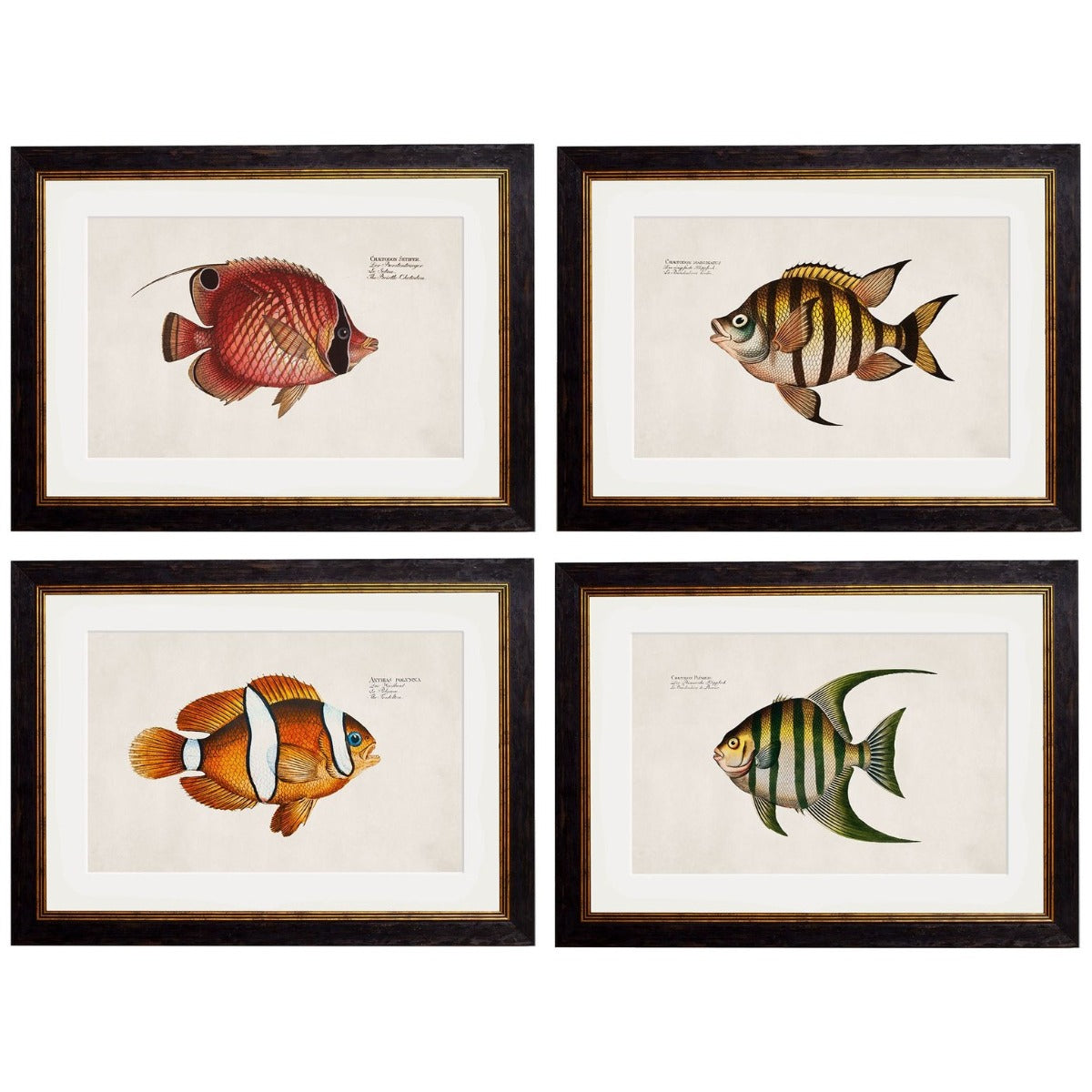 1785 Tropical Fish Framed Vintage Prints