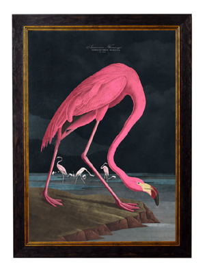 C.1838 Audubon's Dark Flamingo Vintage Framed Print